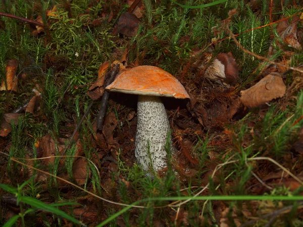 An aspen mushroom — Stock Photo, Image