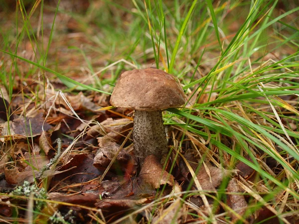 Poisonous mushroom — Stock Photo, Image