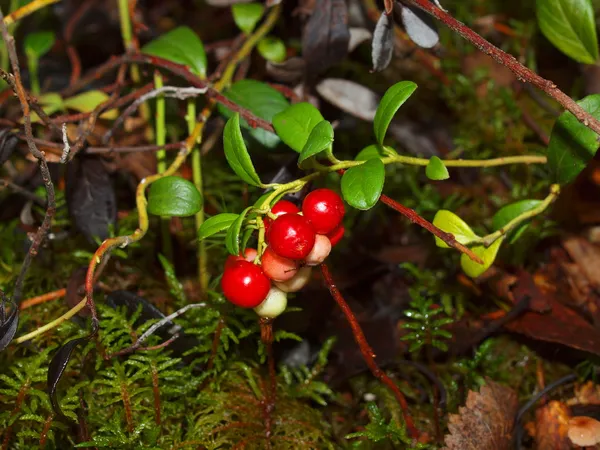 Forest berry a cowberry — Stock Photo, Image