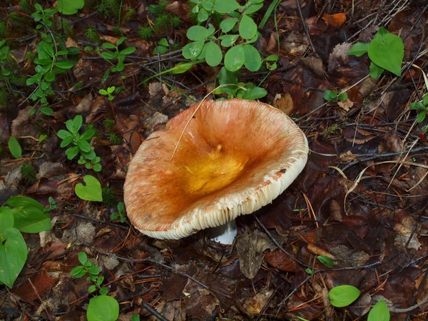 A mushroom — Stock Photo, Image