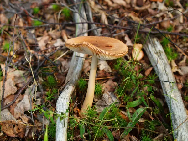 A mushroom — Stock Photo, Image