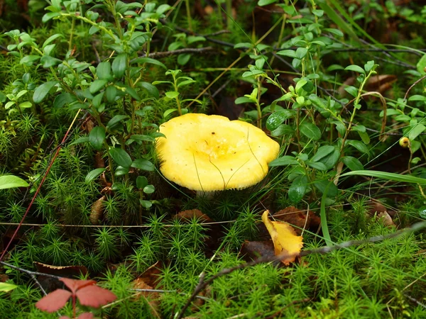 Een paddestoel — Stockfoto