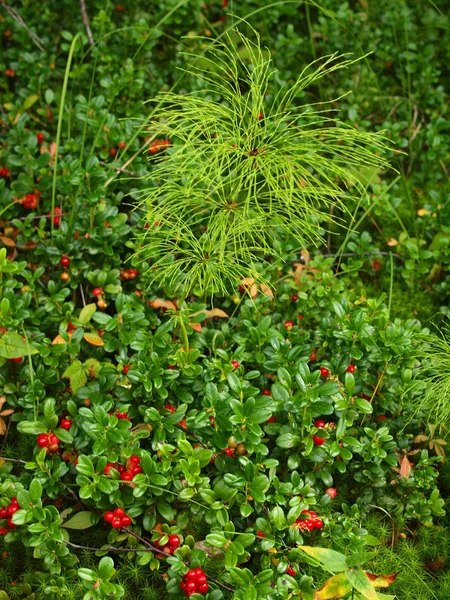 Bacca di foresta un cowberry — Foto Stock