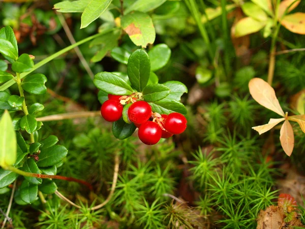Δάσος berry cowberry ένα — Φωτογραφία Αρχείου