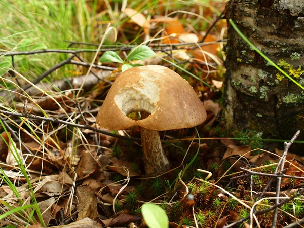 유독한 버섯 — 스톡 사진