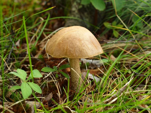 Poisonous mushroom — Stock Photo, Image