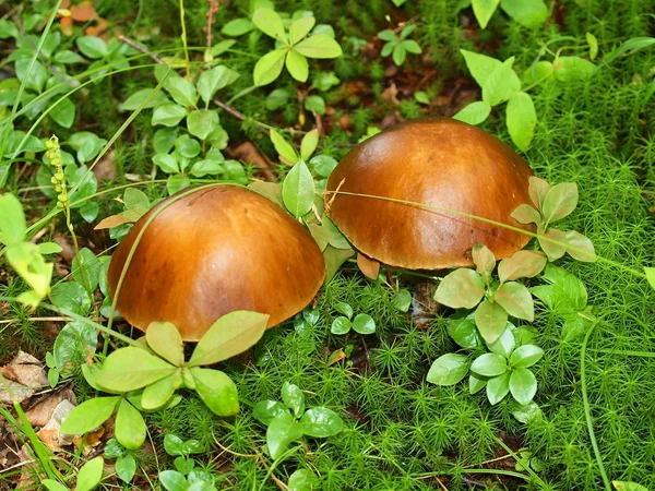 유독한 버섯 — 스톡 사진