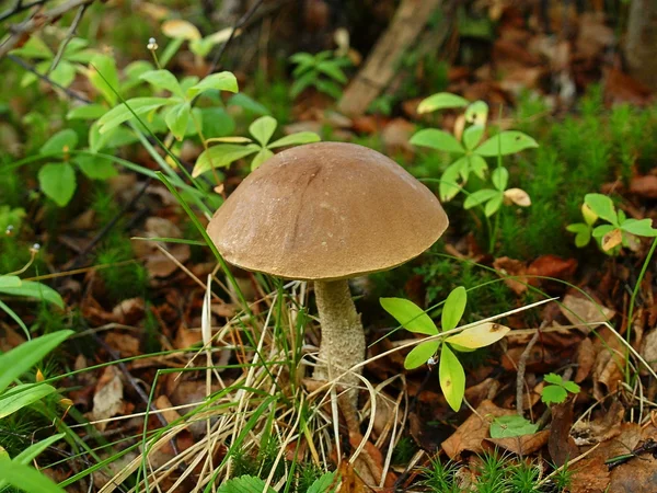 Poisonous mushroom — Stock Photo, Image