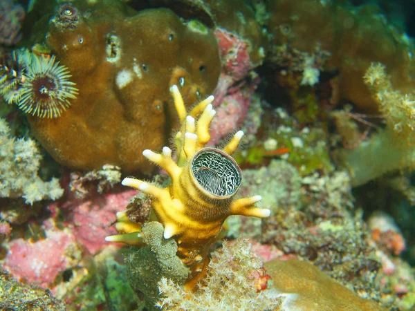 Small house of a sea worm — Stock Photo, Image