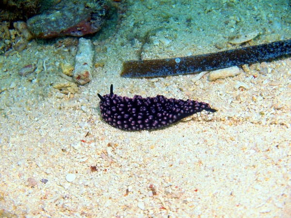 Ślimaki morskie — Zdjęcie stockowe