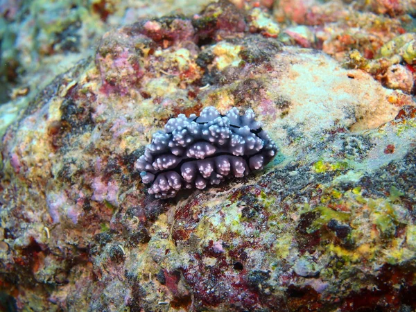 海蛞蝓 — 图库照片