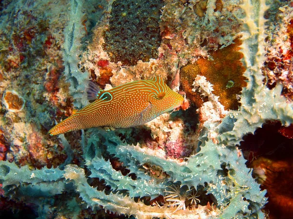 Boxfish — Stock Photo, Image