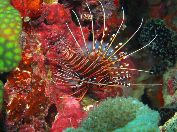 Scorpionfish — Zdjęcie stockowe