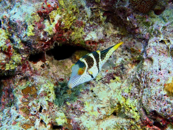 Boxfish — Stock Photo, Image