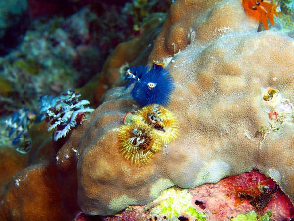 Brânquias de minhoca do mar — Fotografia de Stock