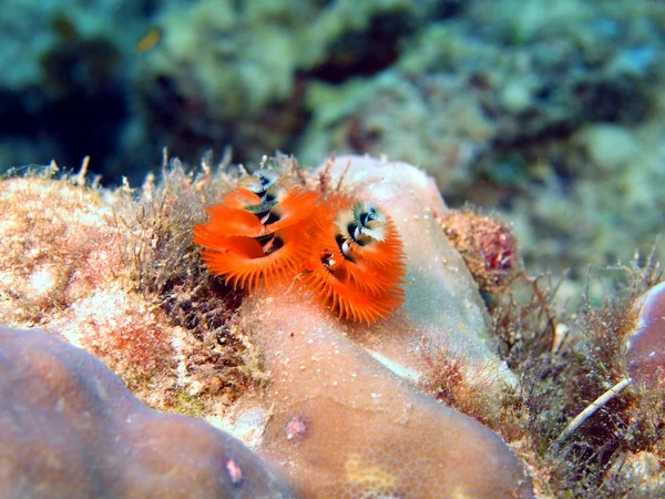 Branquias de lombriz marina — Foto de Stock