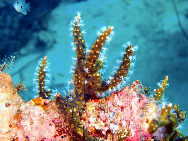 Piedra coral — Foto de Stock