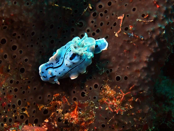 Sea slug — Stock Photo, Image