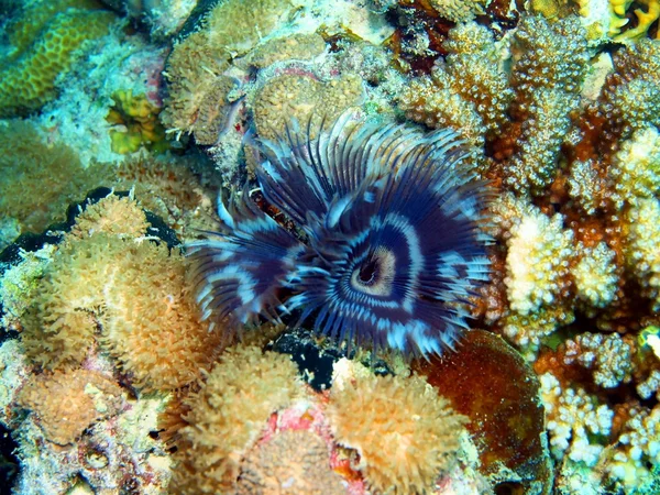 Solungaçları in deniz kurt — Stok fotoğraf