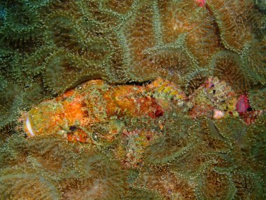 Scorpionfish