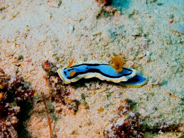 Sea slug — Stock Photo, Image