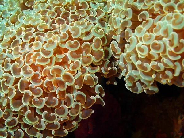 Yumuşak mercan — Stok fotoğraf