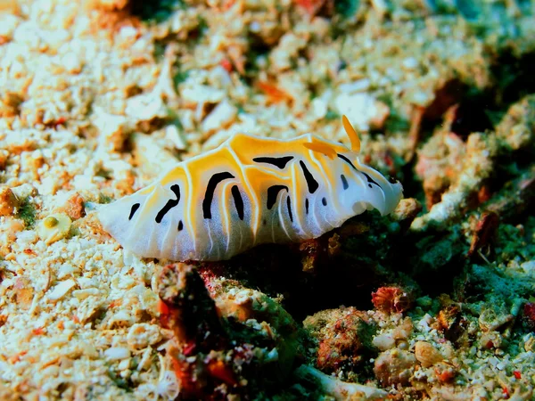 Sea slug — Stock Photo, Image