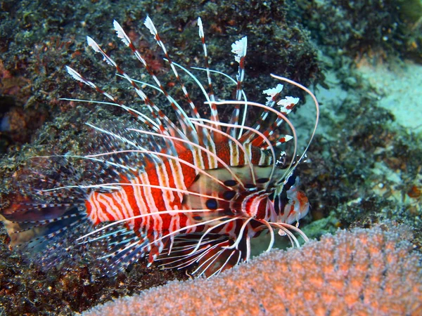 Scorpionfish — Stok fotoğraf