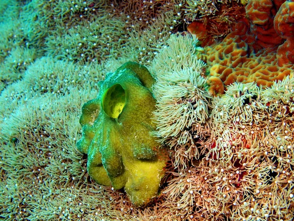 Deniz squirt — Stok fotoğraf