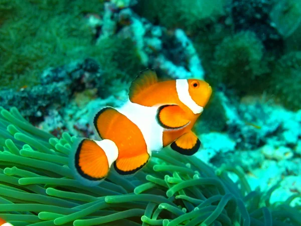 Pagliaccio di pesce — Foto Stock