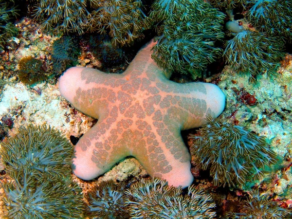 Zeesterren — Stockfoto