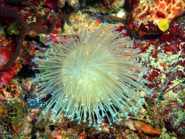 Coral mole — Fotografia de Stock