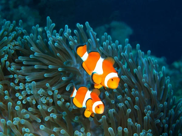 Fish-clown — Stockfoto