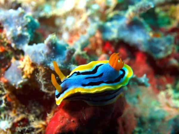 Sea slug — Stock Photo, Image