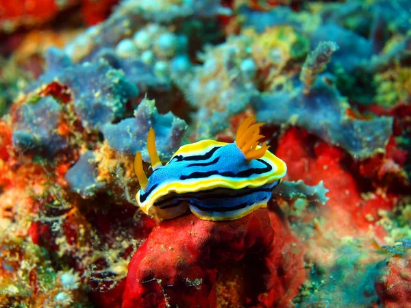 Sea slug — Stock Photo, Image