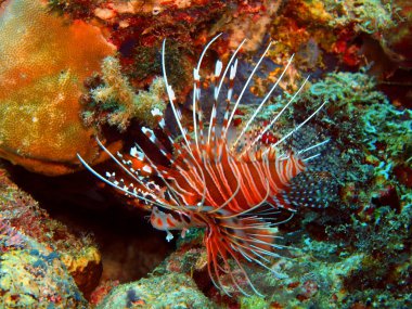 Scorpionfish