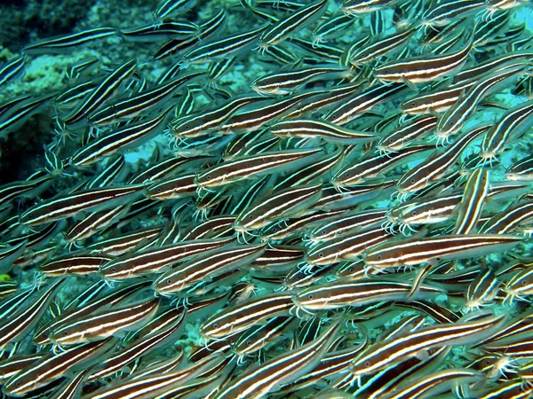 Mercan balıklar — Stok fotoğraf