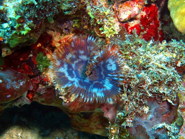 Gills of sea worm — Stock Photo, Image