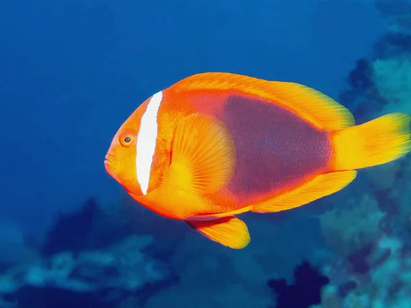 Pagliaccio di pesce — Foto Stock