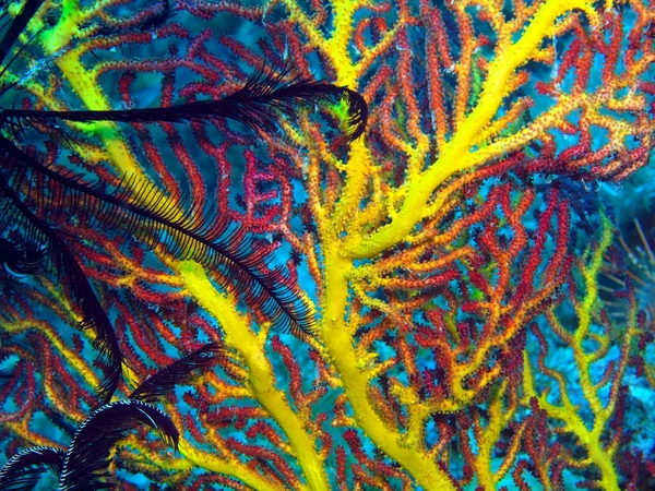 Горгонський кораловий — стокове фото