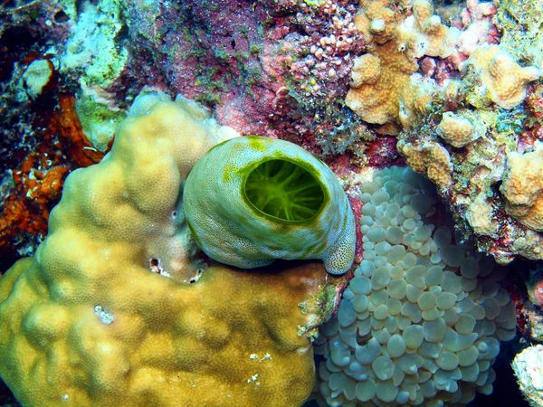 Sea squirt — Stock Photo, Image