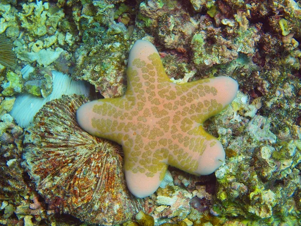 Starfish — Stock Photo, Image