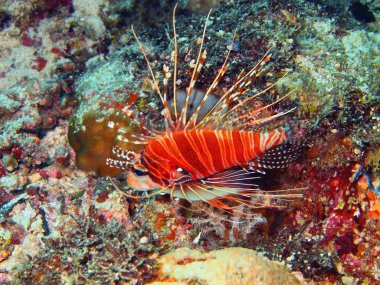 Scorpionfish