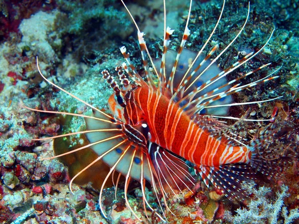 Scorpionfish — Zdjęcie stockowe