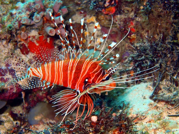 Scorpionfish — Stockfoto