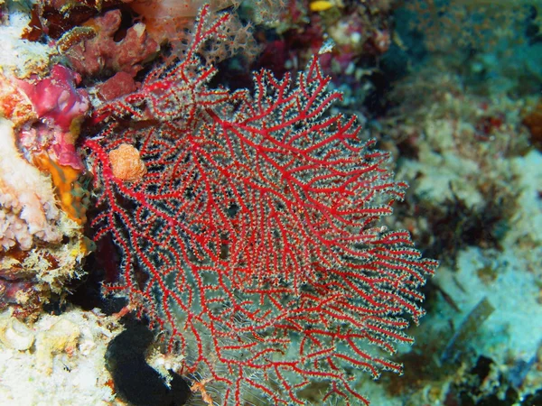 Gorgone coral — Zdjęcie stockowe