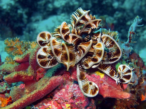 Mořská lilie — Stock fotografie