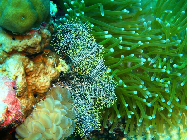 Морская лилия — стоковое фото