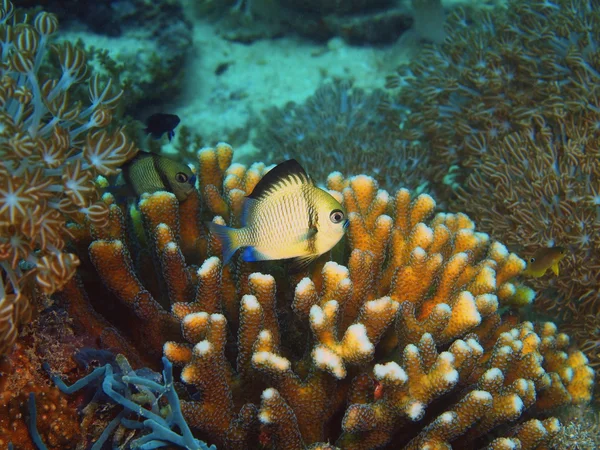 Peces de coral —  Fotos de Stock