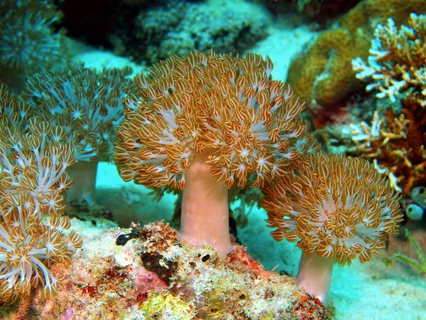 Coral blando — Foto de Stock